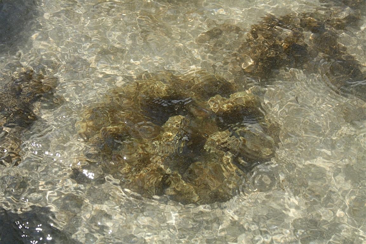 sea anemone narara